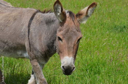 Close-up of a grey donkey in a meadow © lembrechtsjonas