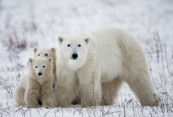 Wandcirkels Ijsbeer IJsbeerin met welpen op Canadese toendra  © gudkovandrey