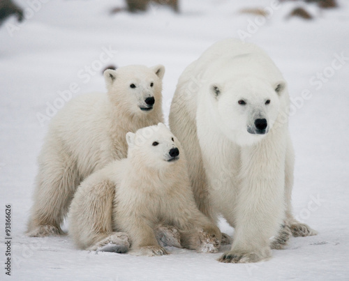 Polar bear with a cubs in the tundra. Canada. An excellent illustration.