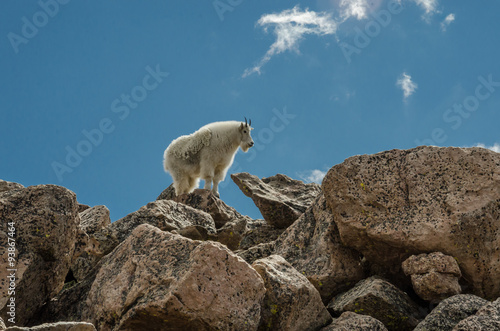 Goat Standing on Rocks