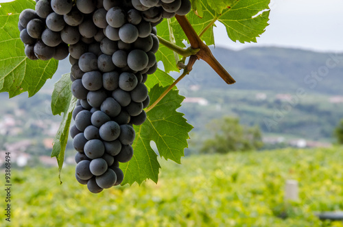 Vigneti e grappoli di uva rossa nelle colline di toscana e veneto photo