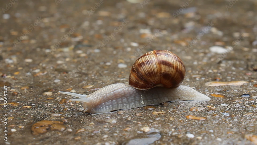 Close-up of a snail on the sidewalk after a rain Close-up of a snail on the sidewalk after a rain