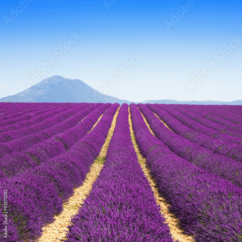 Fototapeta Naklejka Na Ścianę i Meble -  Lavender flower blooming fields endless rows. Valensole provence