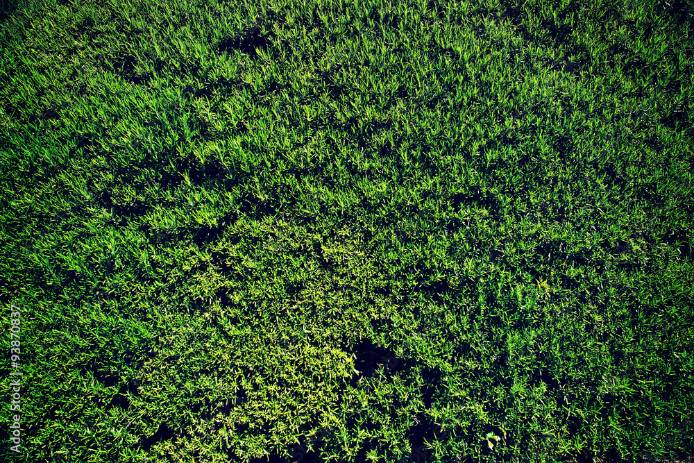 Moss texture.