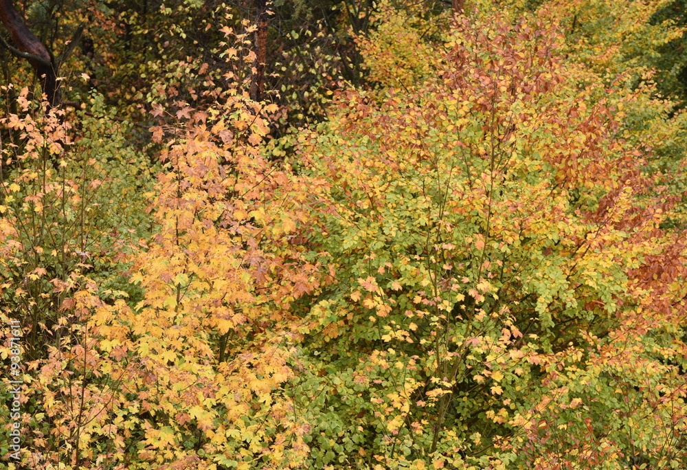 Automne Automne