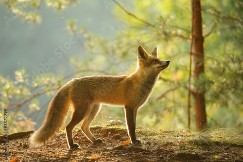 Fotografie Red fox from side view in beauty backlight in autumn forest