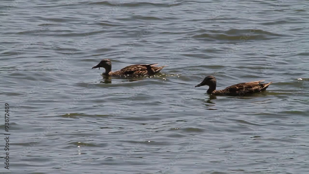 Duck Cleans Off Seaweed. two ducks swim right to left and one cleans off seaweed from its mouth. slow motion.
Duck Cleans Off Seaweed. two ducks swim right to left and one cleans off seaweed from its mouth. slow motion.