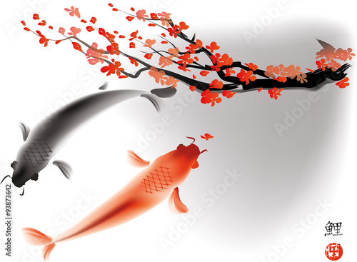 Koi carps and sacura branch