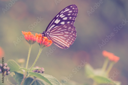 Vintage butterfly and orange color flower in spring. Vintage ret photo