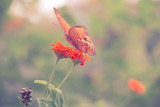 Vintage butterfly and orange color flower in spring. Vintage retro effect style pictures.