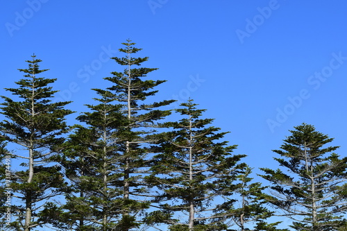 Fir tree of  Clear sky mountain