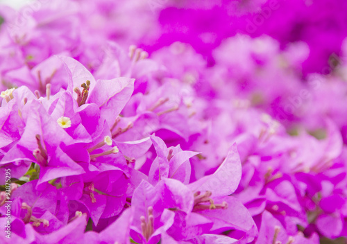 Stock Photo:.Pink Bougainvillea flower isolated on white backgro