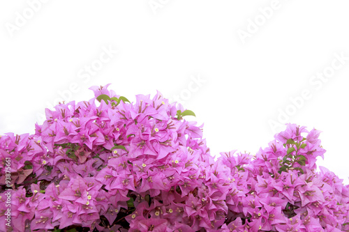 Stock Photo:.Pink Bougainvillea flower isolated on white backgro