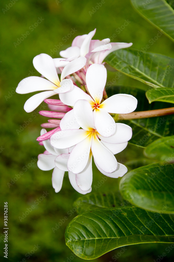 Fototapeta premium Stock Photo:.white and yellow plumeria frangipani flowers with l