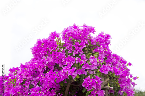 Stock Photo:.Pink Bougainvillea flower isolated on white backgro