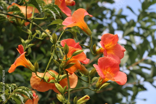 Chinese trumpet creeper photo