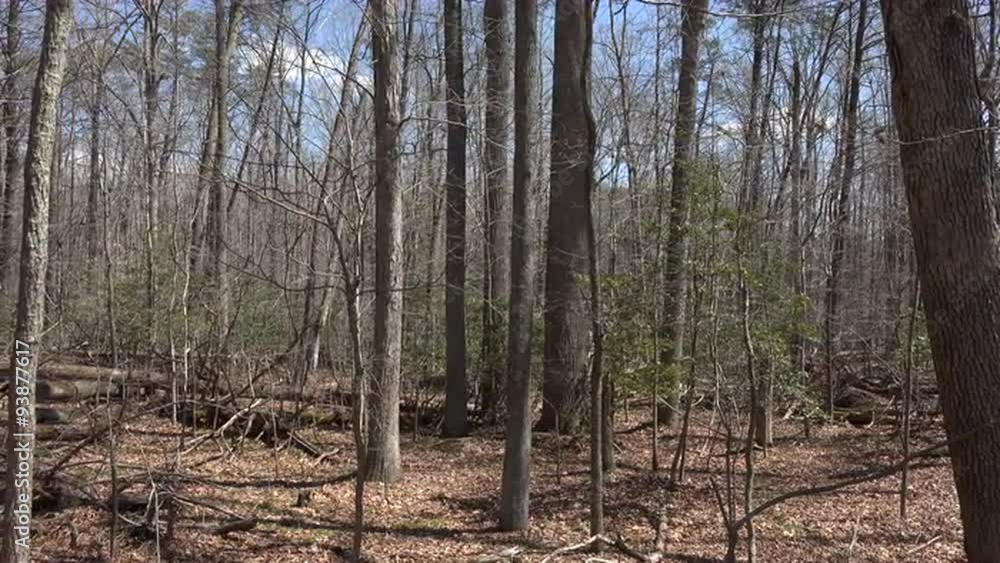 Chancellorsville Virginia Civil War forest landscape 4K