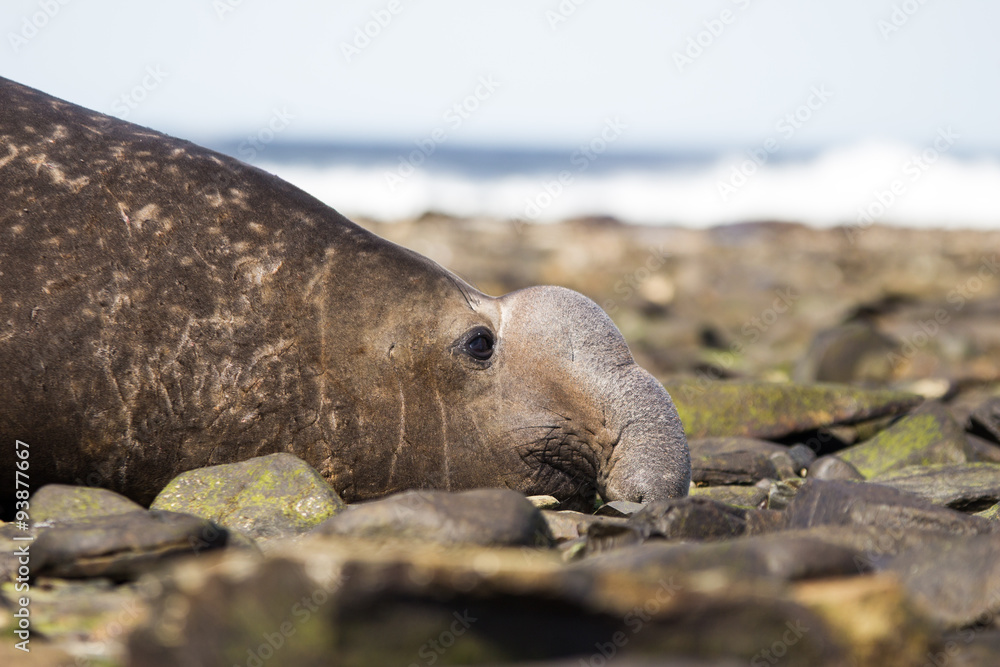Fototapeta premium Male Southern Elephant Seal (Mirounga leonina) close up Profile.