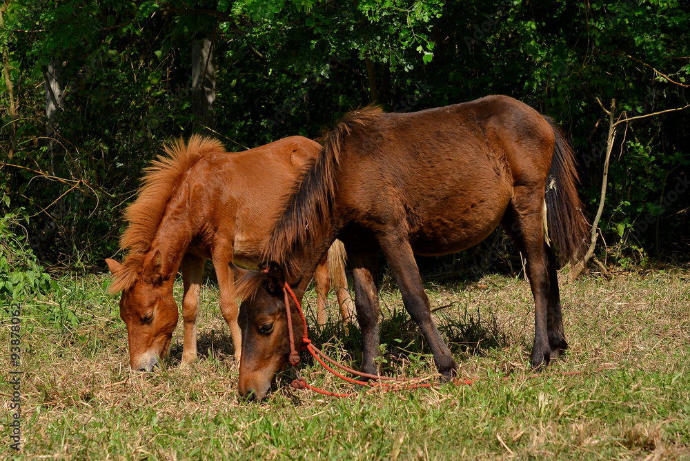 horse