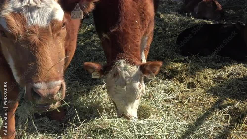 Cattle cow and heifer feeding alfalfa hay 4K 011 StockVideo Adobe Stock