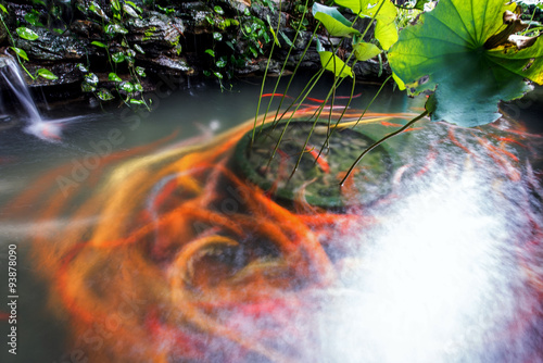 daytime long exposure of koi fishes in the pond