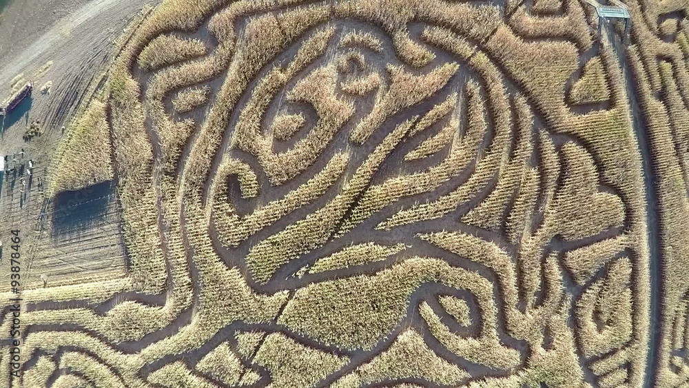 Family farm with a maze made from a corn field Family farm with a maze made from a corn field