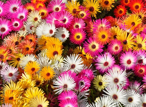 Livingstone daisy in different colors photo
