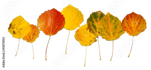 Row of autum colored populus leaves on white background