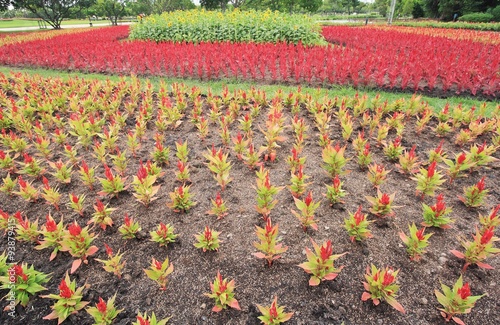Obraz na płótnie Red Celosia argentea in the graden