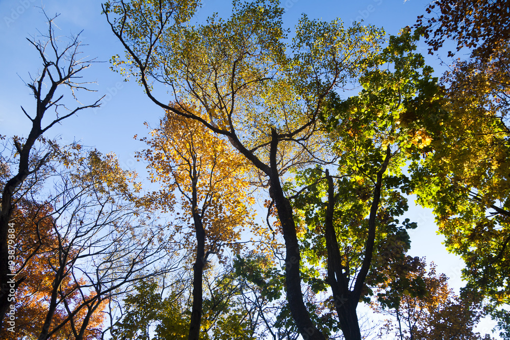 Obraz premium Autumn forest