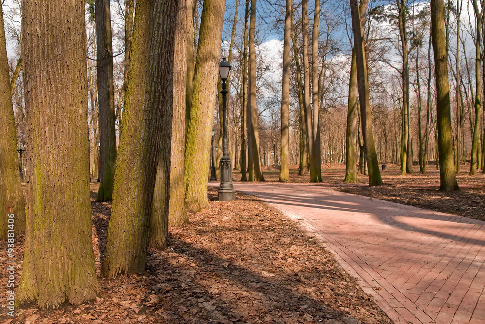 Fototapeta premium empty autumn park with paths for pedestrians