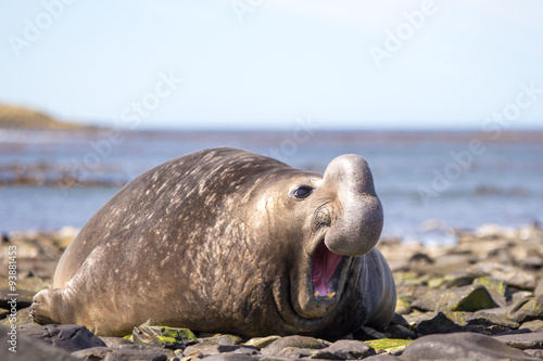 Male Southern Elephant Seal (Mirounga leonina) with funny expres photo