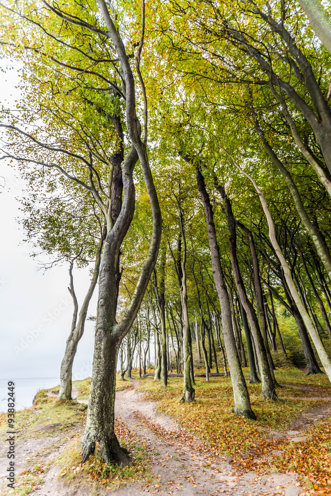 Fototapeta premium Küstenwald