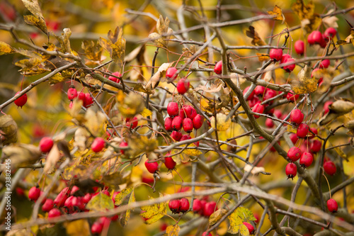wild rosehips in nature, beautiful background