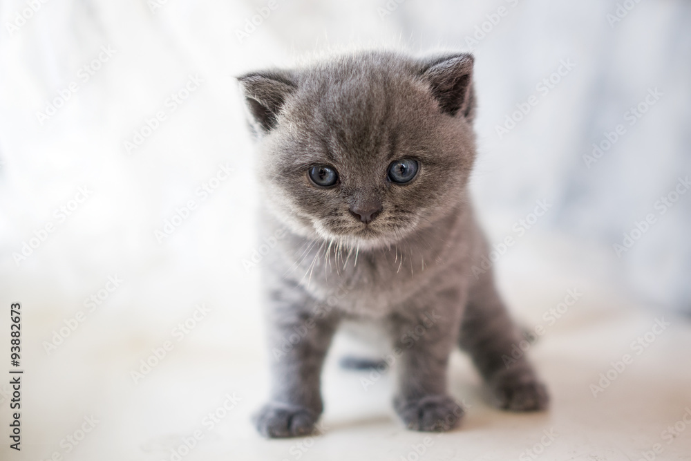 Fototapeta premium British Kitten, pet house, beautiful cat, Cheshire cat, cat view.