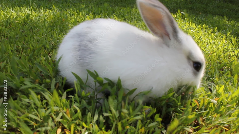 White rabbit on green grass 18080_01 White rabbit on green grass 18080_01