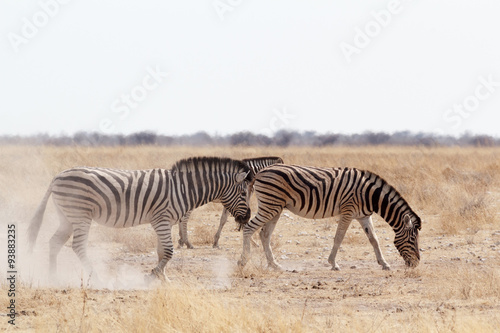Zebra on dusty white sand