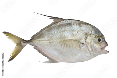 Pompano fish isolated on white background