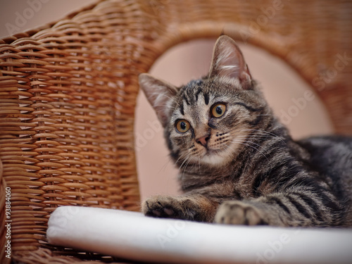 Portrait of a striped kitten on a wicker chair © Azaliya (Elya Vatel)