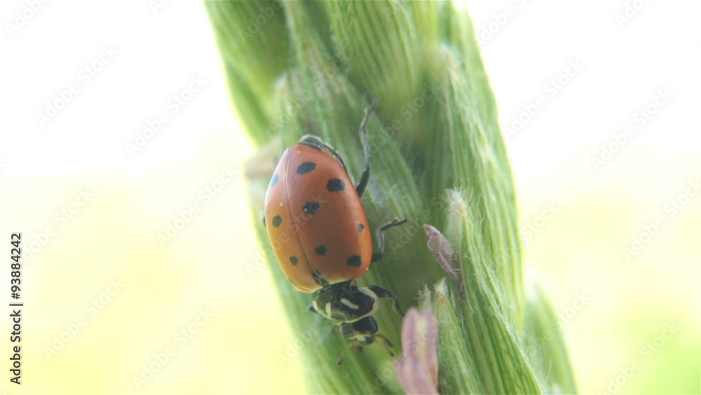 Lady bug eating corn stalk farm P HD 2584