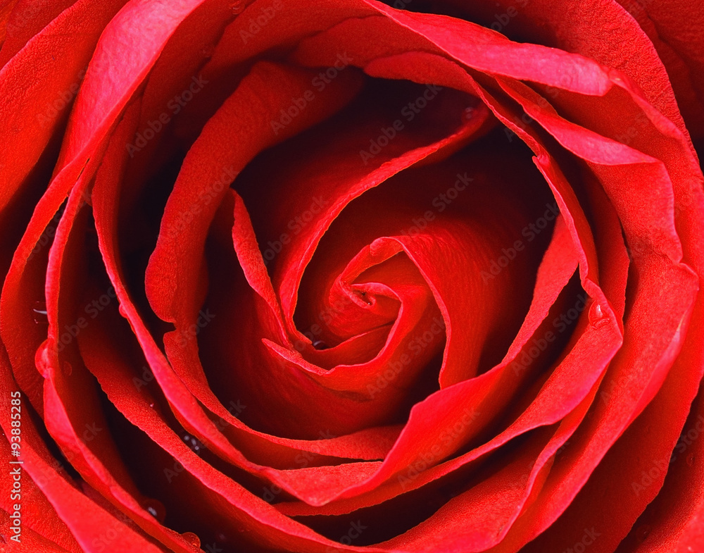Red rose closeup Red rose closeup