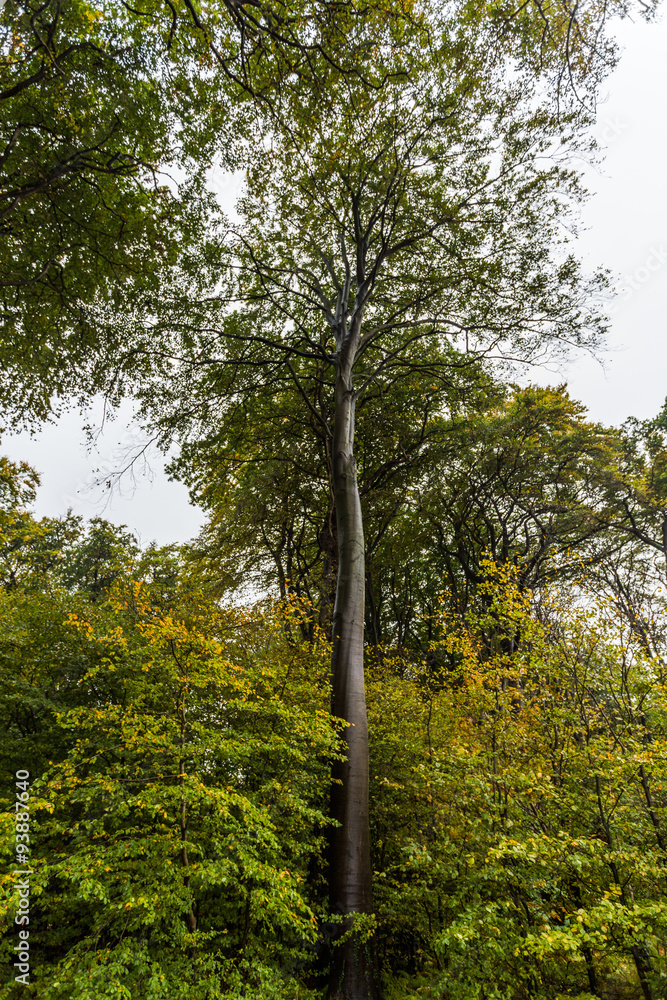 Fototapeta premium Küstenwald