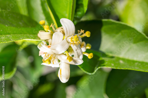 Lemon-tree flower.