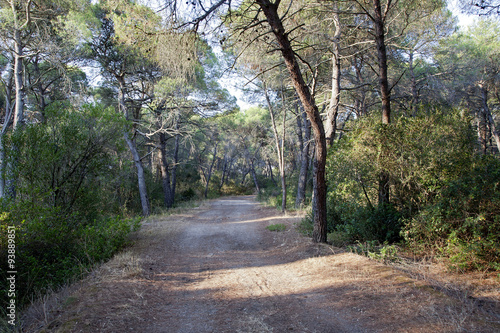 Fototapeta Naklejka Na Ścianę i Meble -  Trail