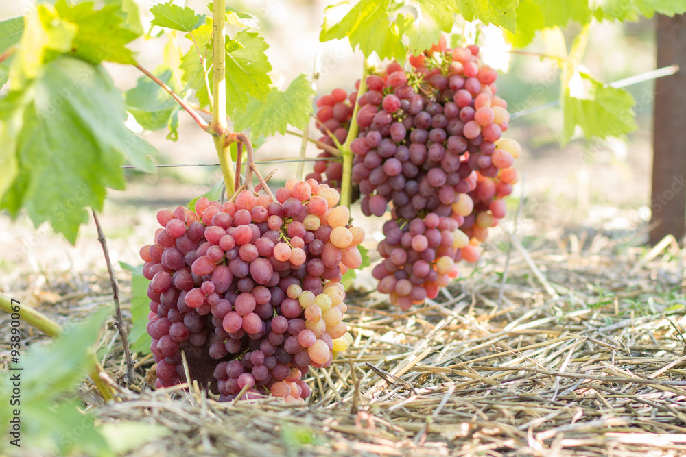 A Huge Cluster of grape on vine