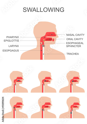swallowing process, nose throat anatomy, medical illustration