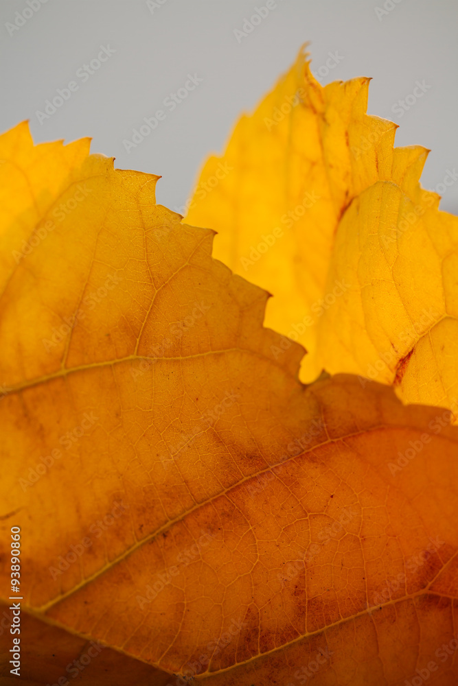 Autumn leaves Autumn leaves