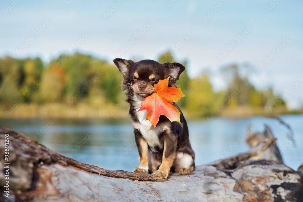 funny chihuahua dog holding a fallen leaf in mouth