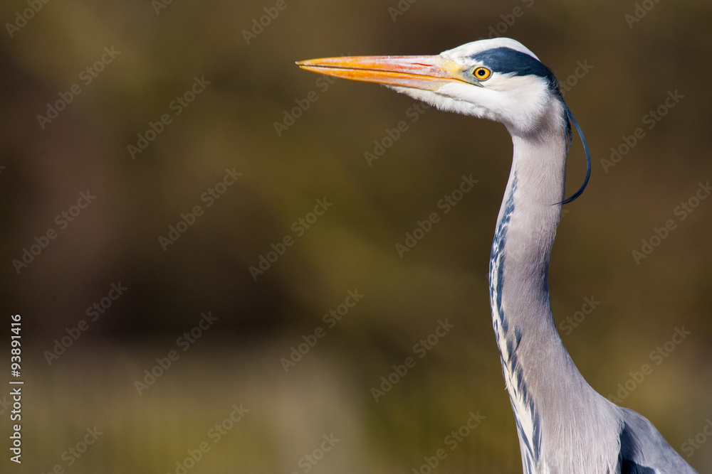Grey Heron Grey Heron