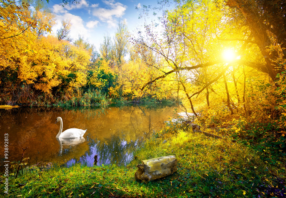 Fototapeta premium White swan on lake